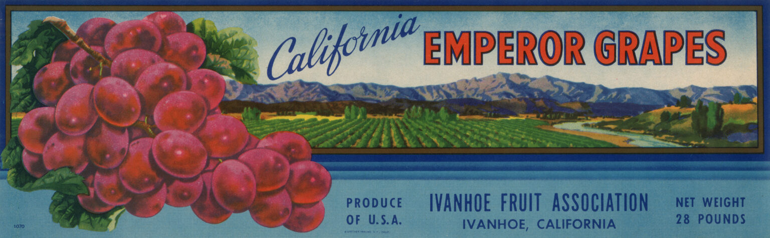 California Emperor Grapes-2 California Emperor Grapes-2