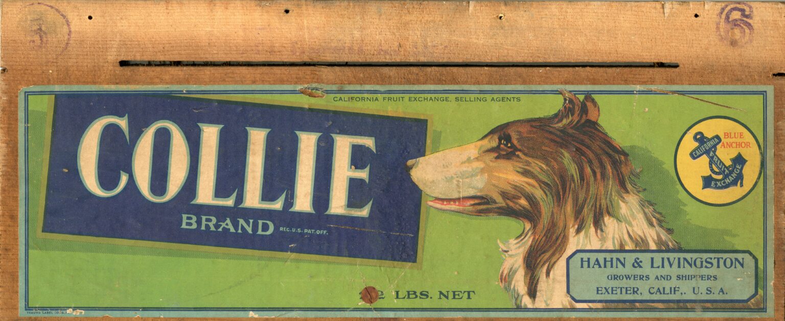 Collie Collie