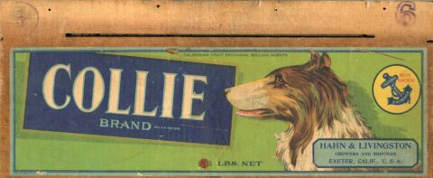 Collie
