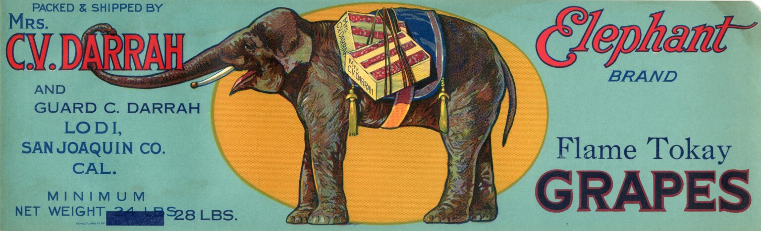 Elephant Elephant