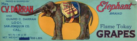 Elephant