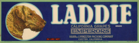 Laddie