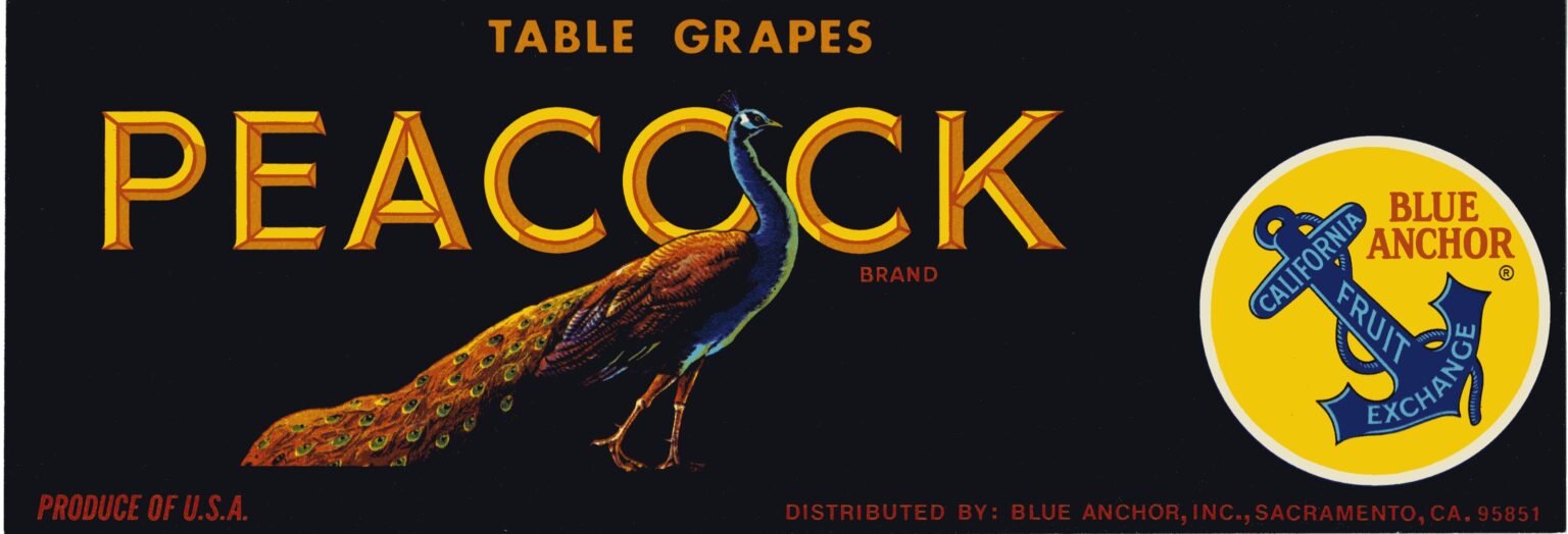Peacock