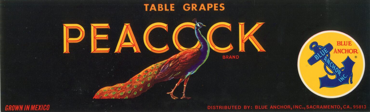 Peacock Peacock