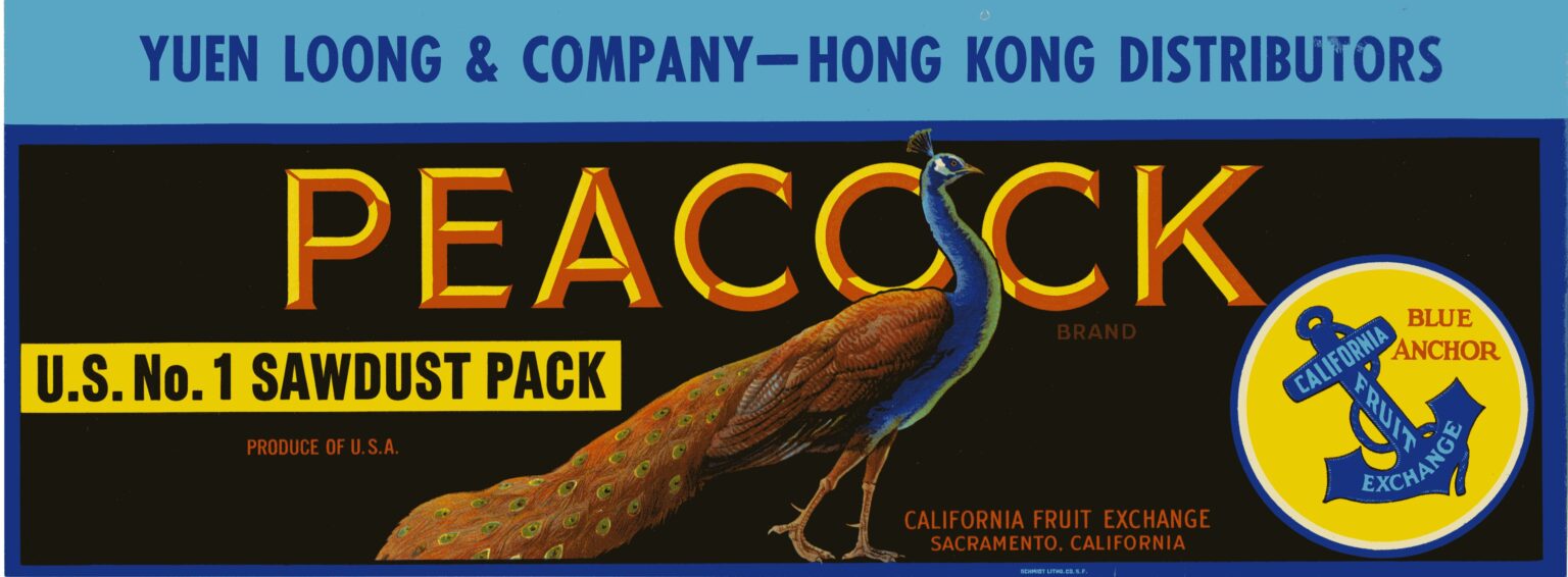 Peacock Peacock