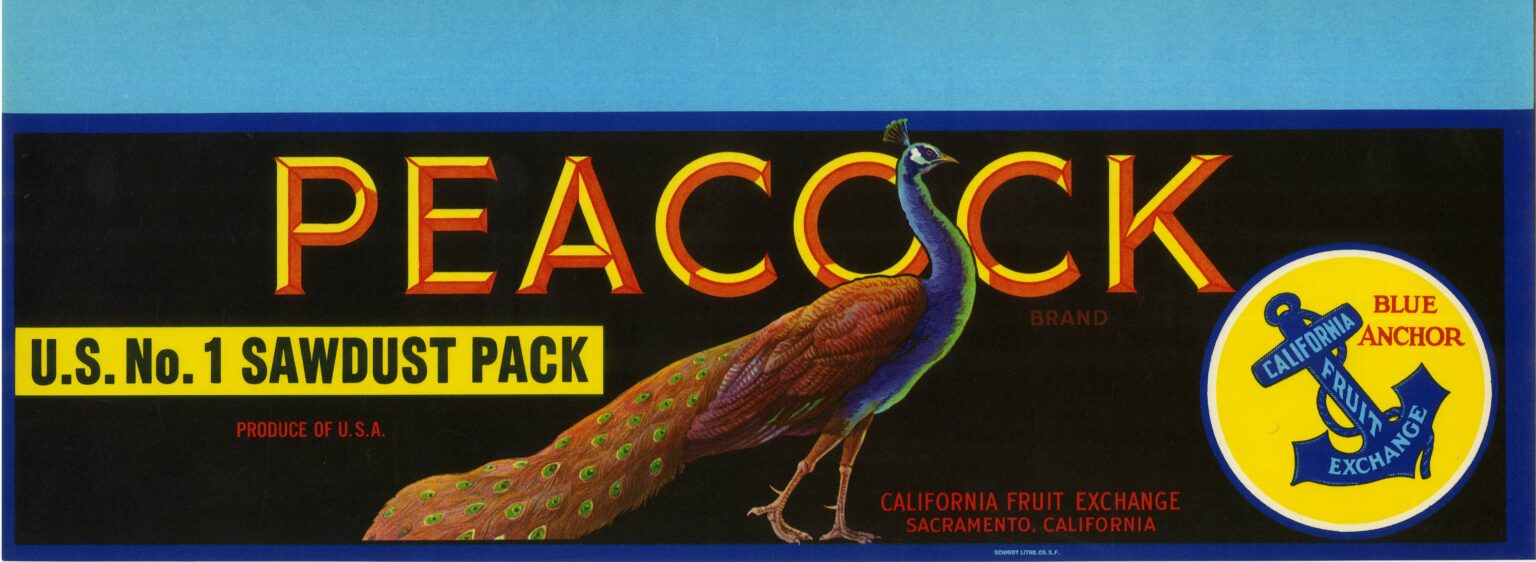 Peacock Peacock