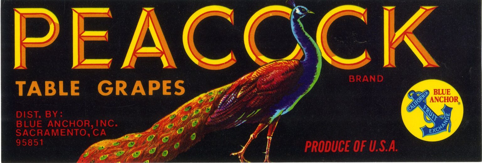 Peacock Peacock