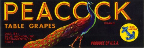 Peacock
