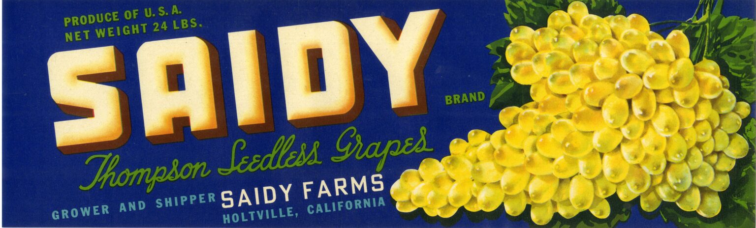 Saidy Saidy