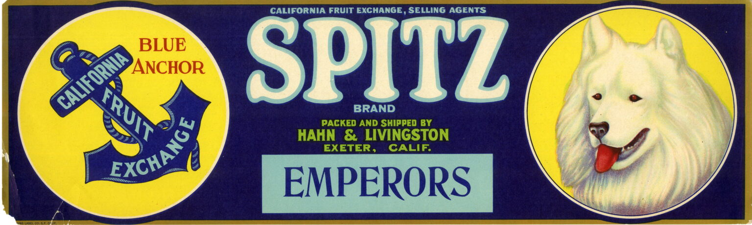 Spitz Spitz