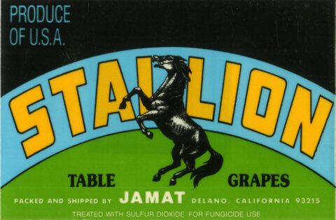 Stallion