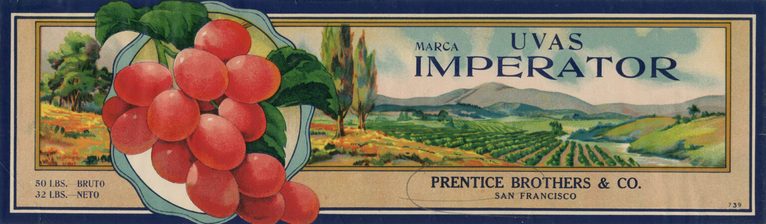 Uvas Imperator Uvas Imperator